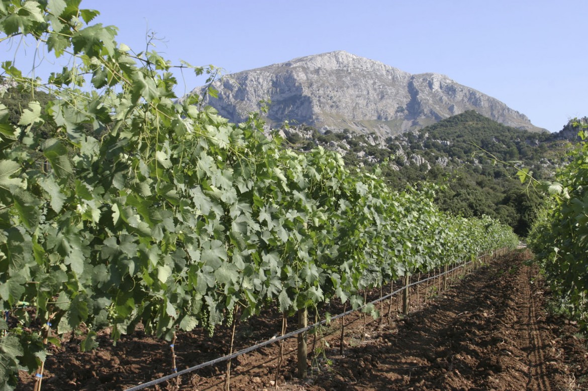 Vinyes Mortitx - Bodega de vinos de la tierra de Mallorca