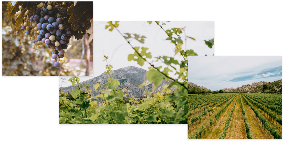 Nuestros Vinos – Vinyes Mortitx Mallorca | Vinos de Altura y Carácter Mediterráneo