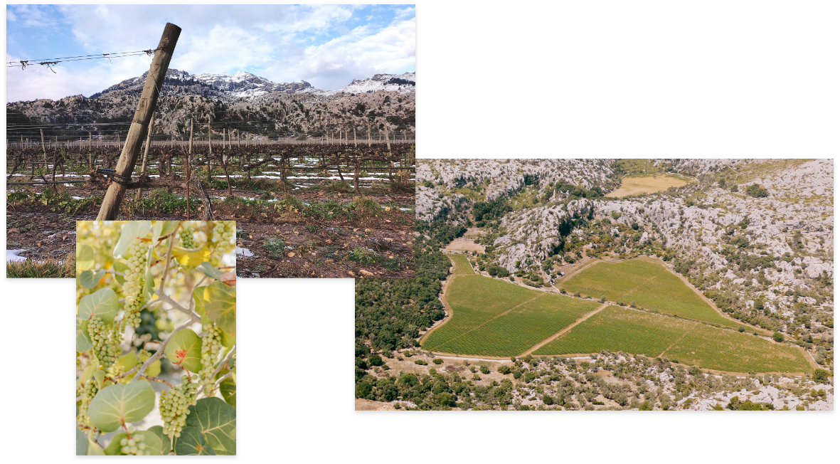 Nuestros Vinos – Vinyes Mortitx Mallorca | Vinos de Altura y Carácter Mediterráneo