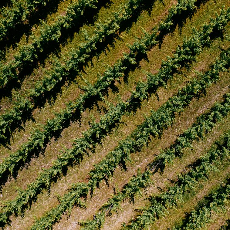 La Viña de Vinyes Mortitx – Viticultura de Montaña en la Serra de Tramuntana