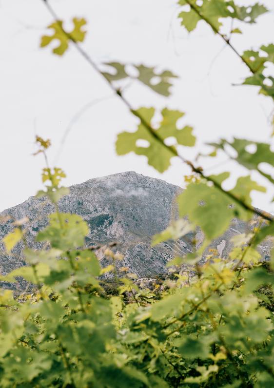 La Viña de Vinyes Mortitx – Viticultura de Montaña en la Serra de Tramuntana