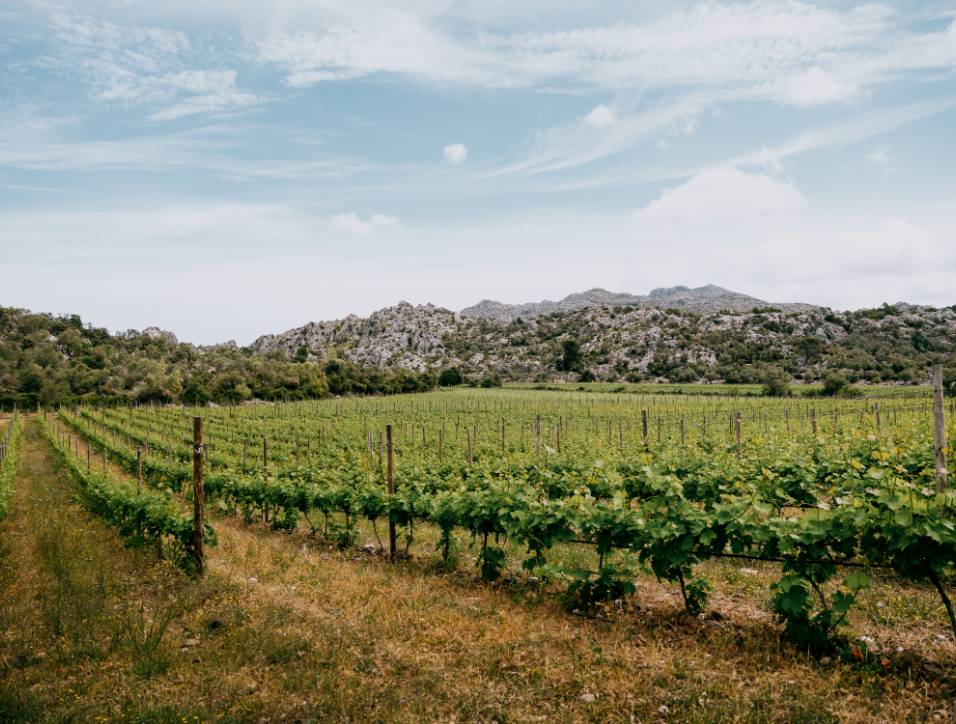 La Viña de Vinyes Mortitx – Viticultura de Montaña en la Serra de Tramuntana