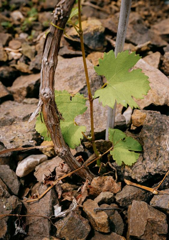 La Viña de Vinyes Mortitx – Viticultura de Montaña en la Serra de Tramuntana