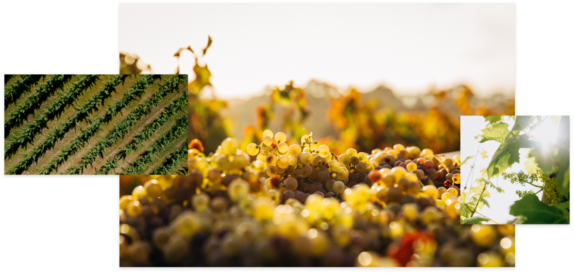 Nuestros Vinos – Vinyes Mortitx Mallorca | Vinos de Altura y Carácter Mediterráneo