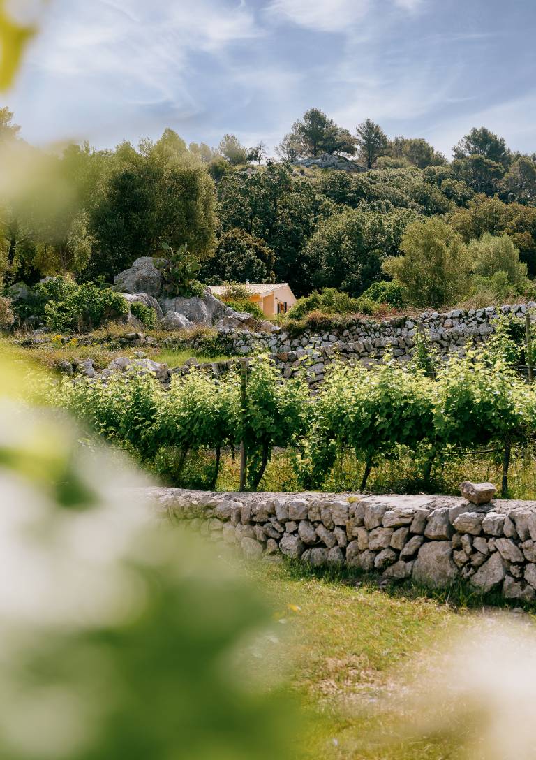 La Viña de Vinyes Mortitx – Viticultura de Montaña en la Serra de Tramuntana