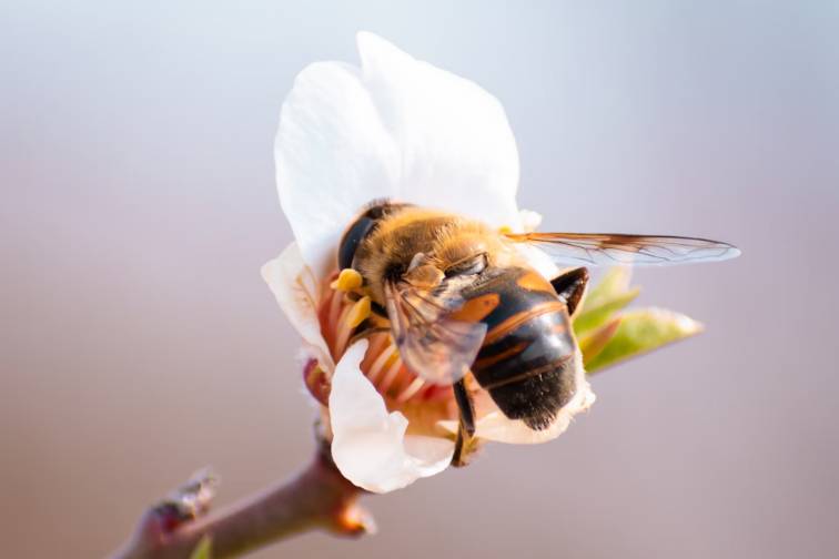 La Tramuntana – Paisaje y Patrimonio enológico en Vinyes Mortitx Mallorca