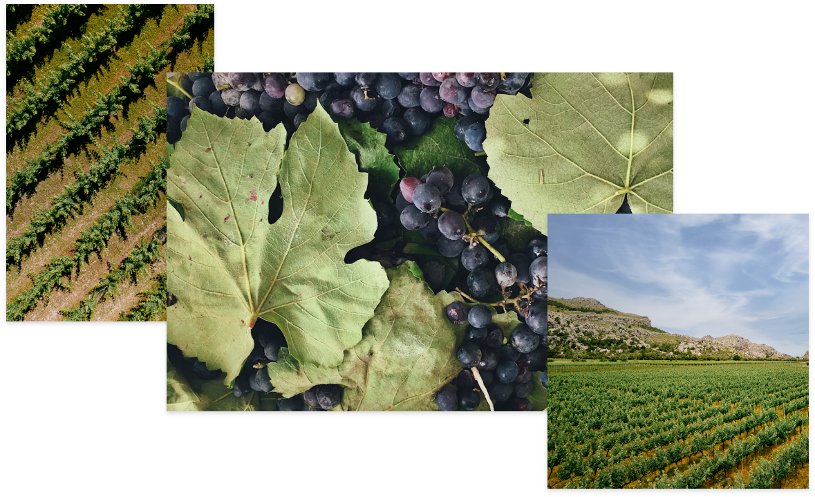 Nuestros Vinos – Vinyes Mortitx Mallorca | Vinos de Altura y Carácter Mediterráneo