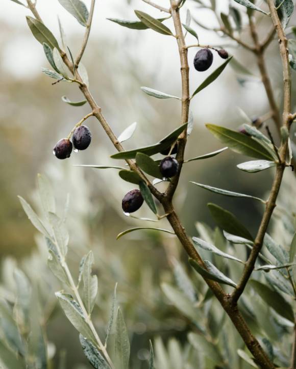La Tramuntana – Paisaje y Patrimonio enológico en Vinyes Mortitx Mallorca
