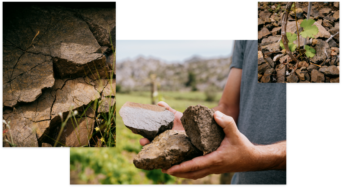 Nuestros Vinos – Vinyes Mortitx Mallorca | Vinos de Altura y Carácter Mediterráneo
