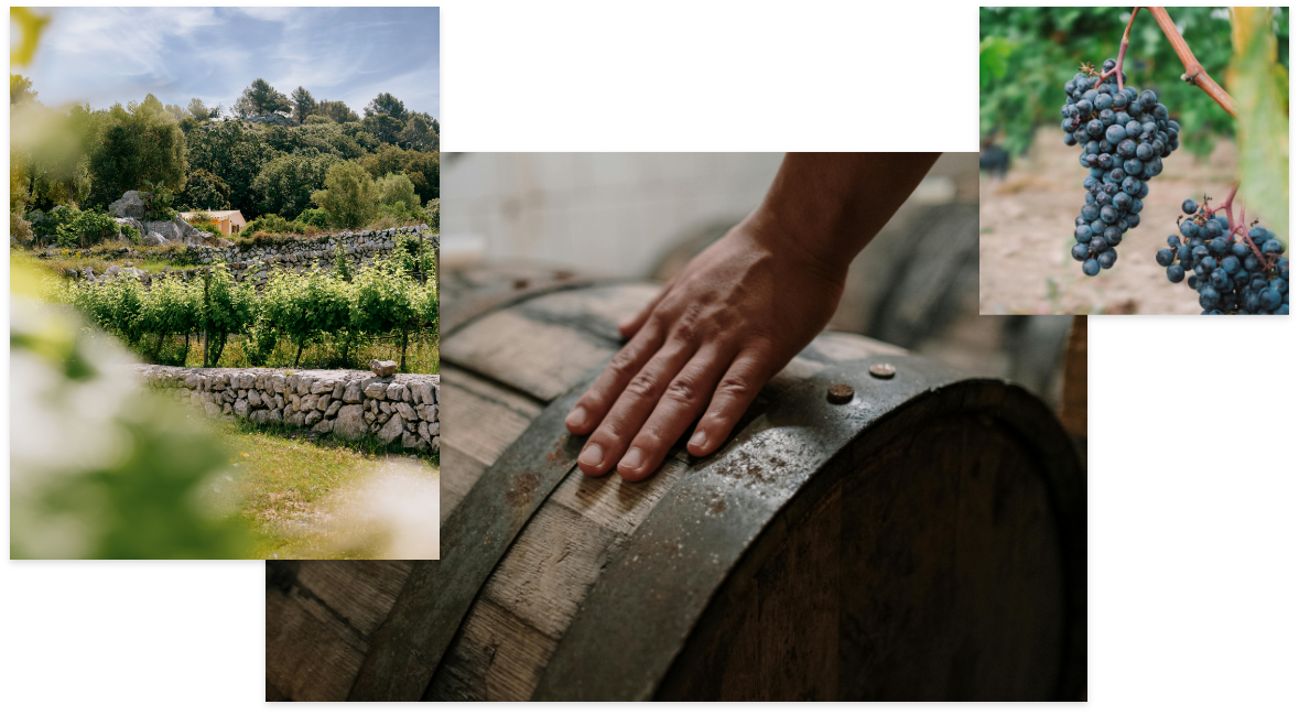 Nuestros Vinos – Vinyes Mortitx Mallorca | Vinos de Altura y Carácter Mediterráneo