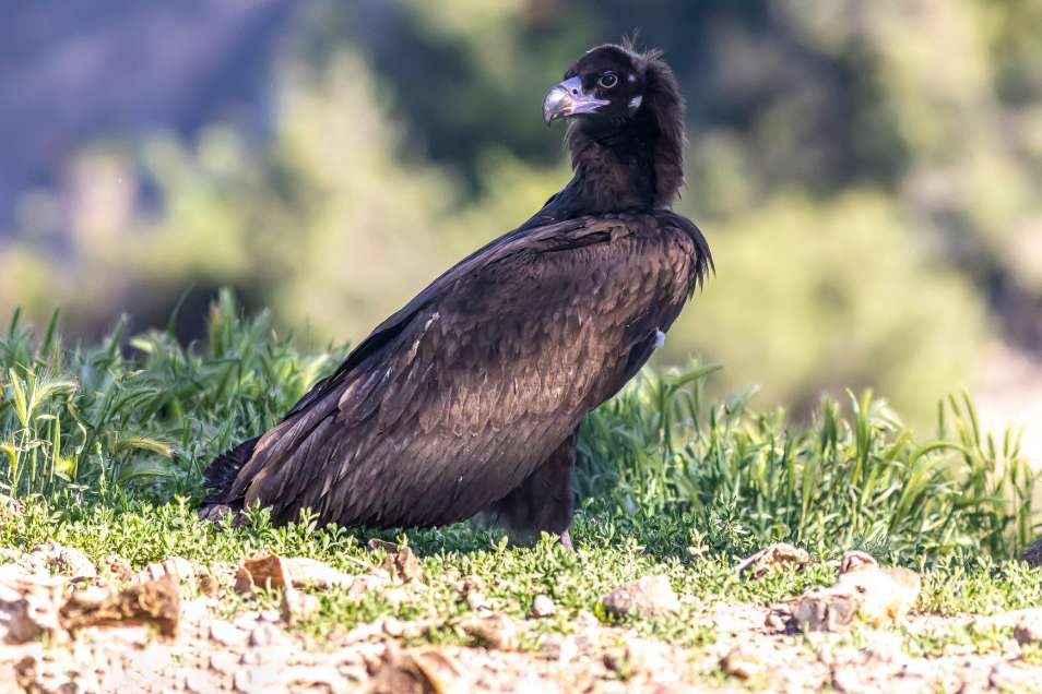La Tramuntana – Paisaje y Patrimonio enológico en Vinyes Mortitx Mallorca