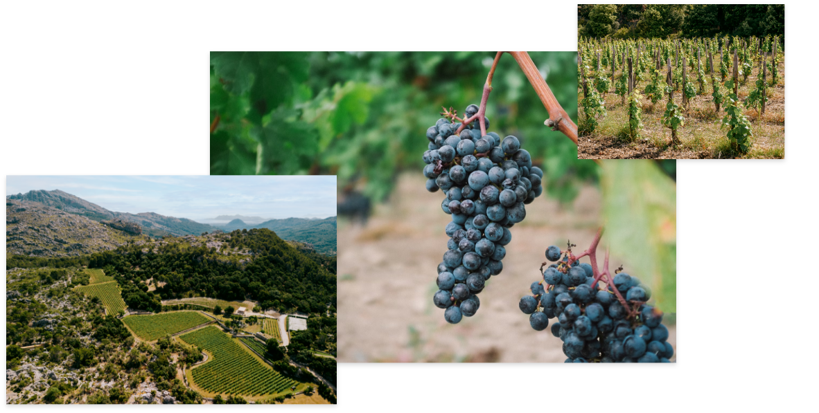 Nuestros Vinos – Vinyes Mortitx Mallorca | Vinos de Altura y Carácter Mediterráneo