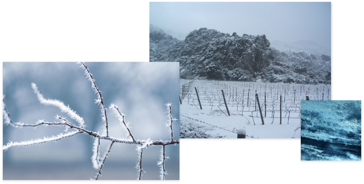 Nuestros Vinos – Vinyes Mortitx Mallorca | Vinos de Altura y Carácter Mediterráneo