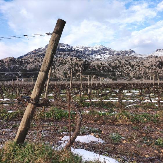 La Viña de Vinyes Mortitx – Viticultura de Montaña en la Serra de Tramuntana
