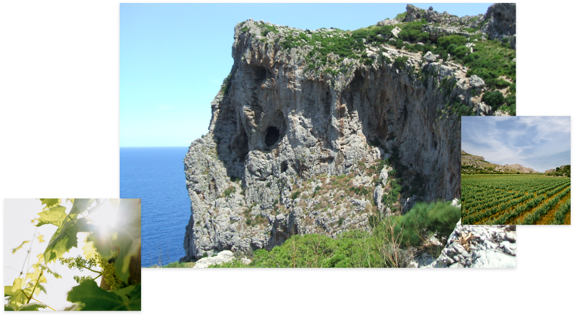 Nuestros Vinos – Vinyes Mortitx Mallorca | Vinos de Altura y Carácter Mediterráneo