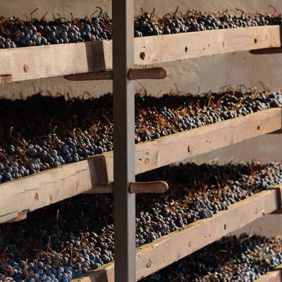 Vinyes Mortitx – Winery in the Serra de Tramuntana, Mallorca